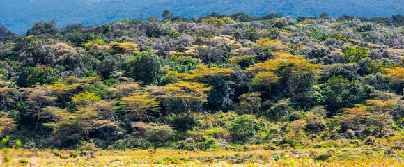 Panoramic view of lush green trees in Arusha national park, Tanzania