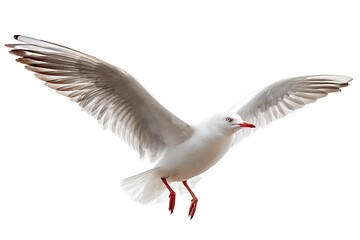 Obraz premium Elegant Seabird Glide White Background Solo 