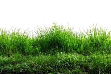 Obraz premium Fresh Lawn Texture White Isolated Scene 