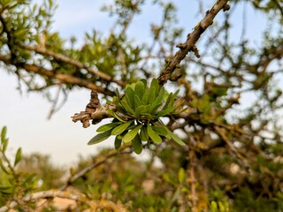 Argan tree branch