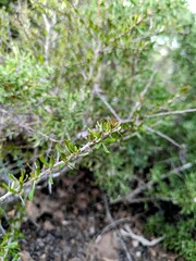 Argan branch with small green leaves
