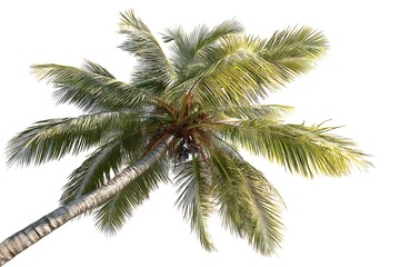Tropical palm leaf shadow on sand for summer vacation designs  
