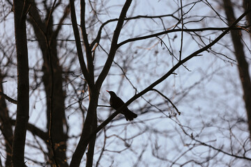 Silhouette Of A Common Blackbird (Turdus Merula) Perched On A Bare Tree Branch Against A Fading Evening Or Early Morning Sky. Bird Watching Concept.