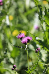 Small Skipper Butterfly (Hesperiidae) Collecting Nectar From A Blooming Purple Thistle Flower Head In A Summer Meadow. Vertical Insect Macro Shot.