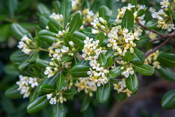 Pittosporum tobira is a species of sweet-smelling flowering plant in the pittosporum family