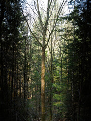 Sunlight breaks through dense woodland illuminating the central bare tree trunk surrounded by tall coniferous trees casting layered shadows across the forest floor
