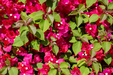 Blooming great bougainvillea (Bougainvillea spectabilis) close-up