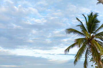 Beautiful palm trees swaying gently under a cloudy sky at sunset on a tropical beach