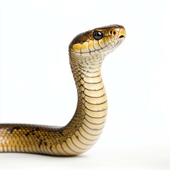 An intense and poised cobra stands ready to strike, showcasing its impressive hood against a clean white backdrop.