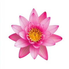 Obraz premium A stunning closeup of a lotus flower, showcasing its delicate petals and vibrant colors against a pure white backdrop.