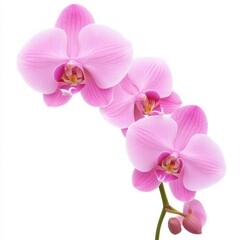 Obraz premium A vivid orchid, detailed and vibrant, stands out beautifully against a clean white backdrop, enhancing its natural elegance.