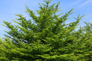 Fototapeta premium Vibrant Green Conifer Tree Branches Against Blue Sky
