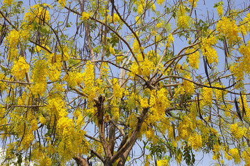 Cassia fistula flower on tree