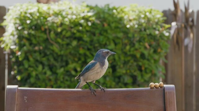 Blue scrub jay on wooden chair to get peanuts 