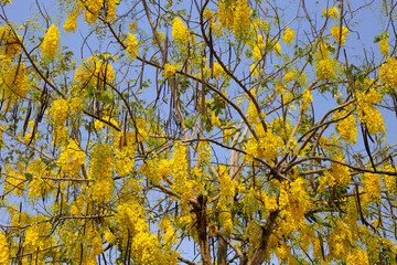 Cassia fistula flower on tree