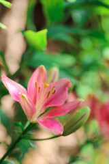 Lilies flower in Bloom. Lilies in pink and purple shades.Pink lilies background.Pink Asiatic Lily Close Up. 
