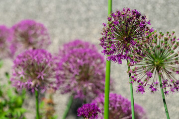 Obraz premium Purple alliums variety Gladiator set with green foliage on grey wall background.Purple roundhead flowering onions