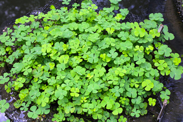 Marsilea crenata water plant in pond. Beautiful green leaves
