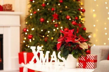 Christmas flower poinsettia word XMAS and gift on table in living room. Closeup