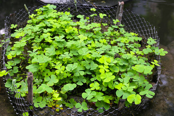 Marsilea crenata water plant in pond. Beautiful green leaves