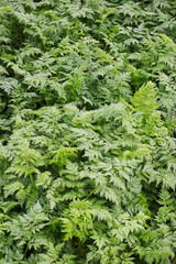 wild carrot, European wild carrot, bird's nest, bishop's lace, or Queen Anne's lace (daucus carota)