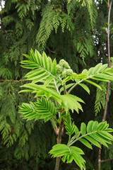 Tree of Heaven (Ailanthus altissima)