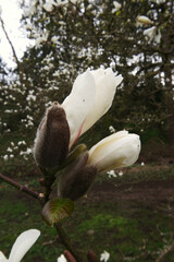 cucumber tree, cucumber magnolia, or blue magnolia (Magnolia acuminata)
