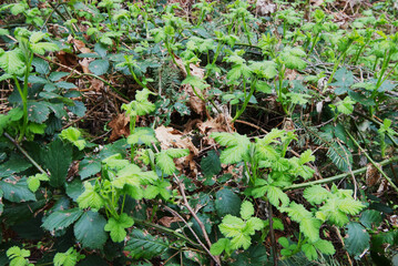 Blackberry buds (Rubus Americanus)