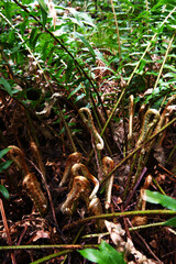 fiddle heads