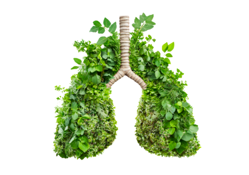 Human lungs made with fresh green plant leaves isolated on transparent background