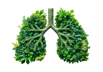 Human lungs made with fresh green plant leaves isolated on transparent background