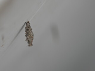 Bagworm Moth Larva Case Hanging on Wall
