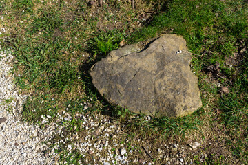 moss on the stone