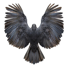 This image features a dark bird with fully outstretched wings, showcasing intricate feather detail.