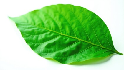Large leaf isolated on white background with veins and ridges, leaves,