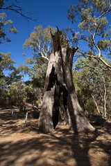 Dead tree in Bowman Park in Crystal Brook, South Australia, Australia
