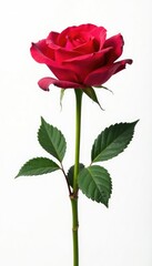 Fototapeta premium Single rose isolated against white background, rose, blossom, flower