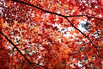秋　紅葉　多可町余暇村公園　公園　兵庫