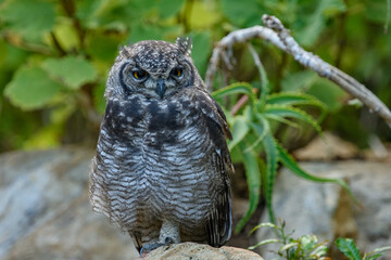 great horned owl
