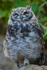great horned owl