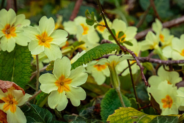 Primrose spring blossom in Humford Woods Northumbria