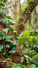 Spring time in Humford Woods Northumberland