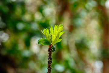 Spring time in Humford Woods Northumberland