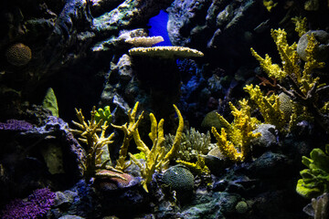 Marine exoticism, various corals. Underwater shooting