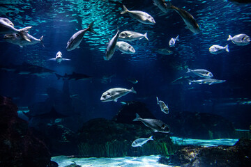 Fototapeta premium Underwater filming of fish. Seabed