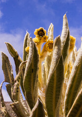 frailejón de páramo - foto de stock 