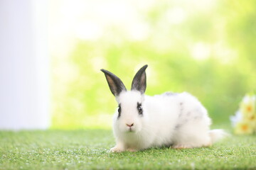 Bunny easter fluffy rabbit eating food, vegetables, carrots, baby corn on green garden nature flowers background on sunny day, Lovely mammal with bright eyes in nature life. Symbol of easter day.