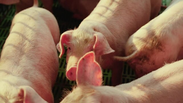 Close-up of piglets in the pen with a sunset in the background.