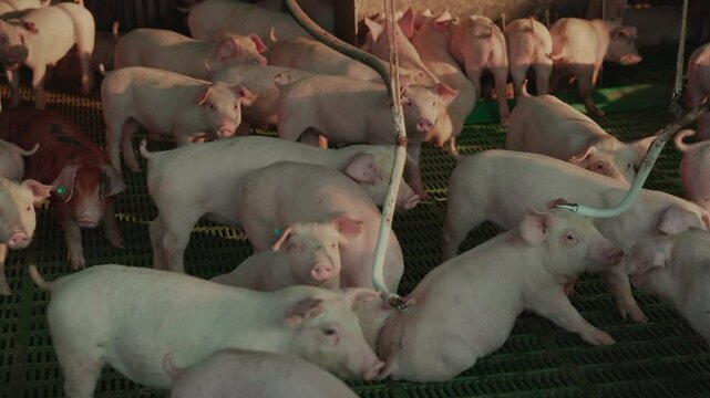 Group of pigs in a breeding pen at sunset
