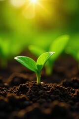 Coffee bean seedlings in garden with sun and leafy plants , garden scene, agriculture, plant